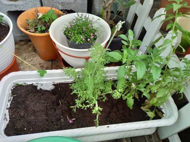 香草植物種植：陽台新手也能種出滿室芬芳的實戰經驗
