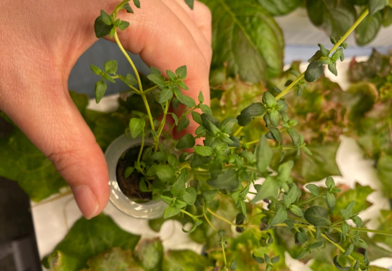 香草植物照顧 香草植物照顧